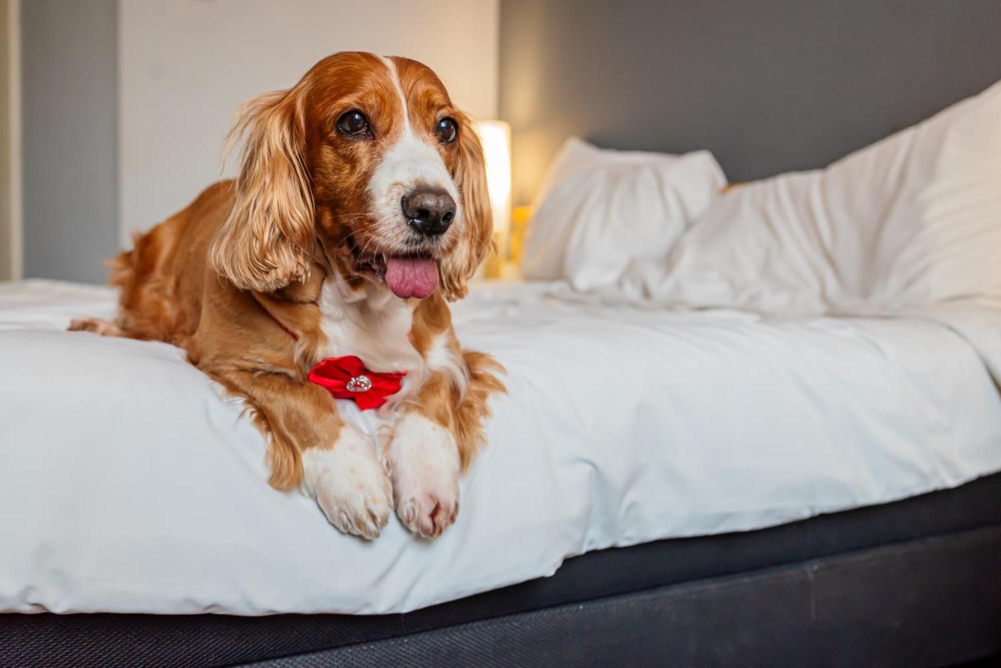 Ibis Santo Andre Hotell Eksteriør bilde
